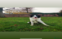 Border Collie dogs for sale: Mika Border collie 1/4 husky  - Image 3