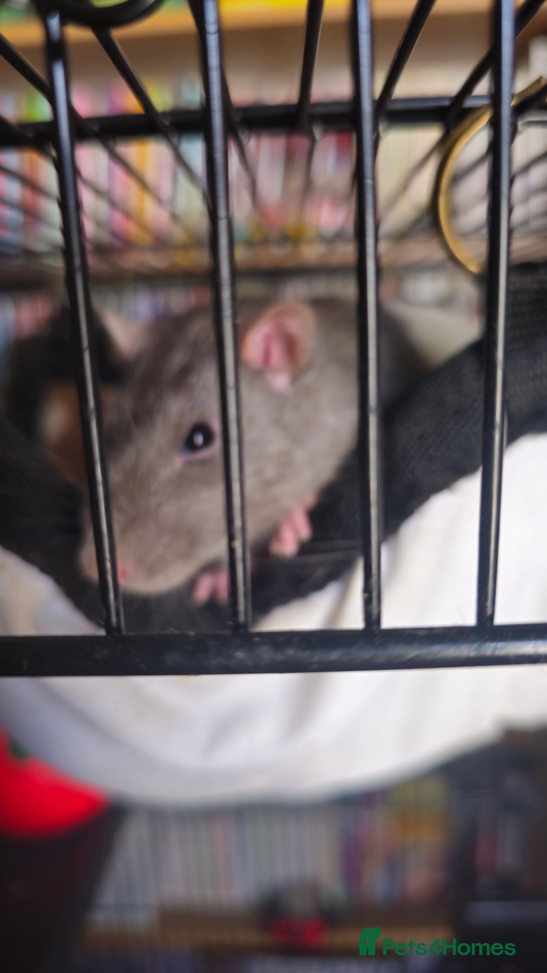 Rat rodents for sale: 4 male rats  - Image 5