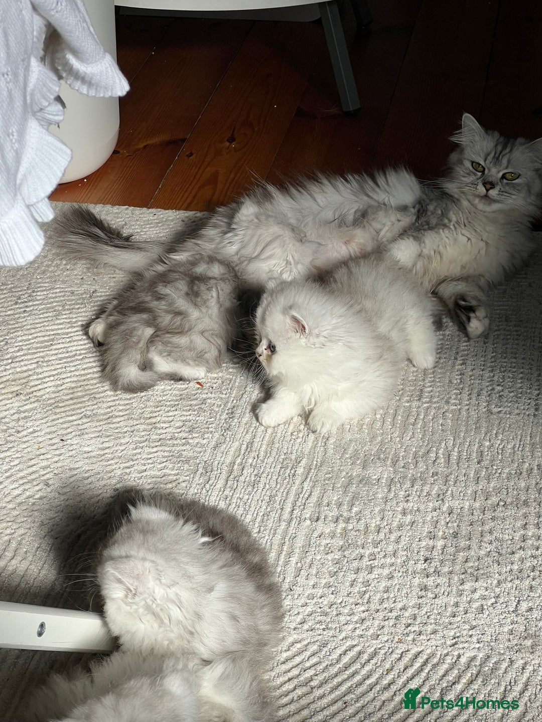 Persian cats for sale: Persian chinchilla kittens - Image 21