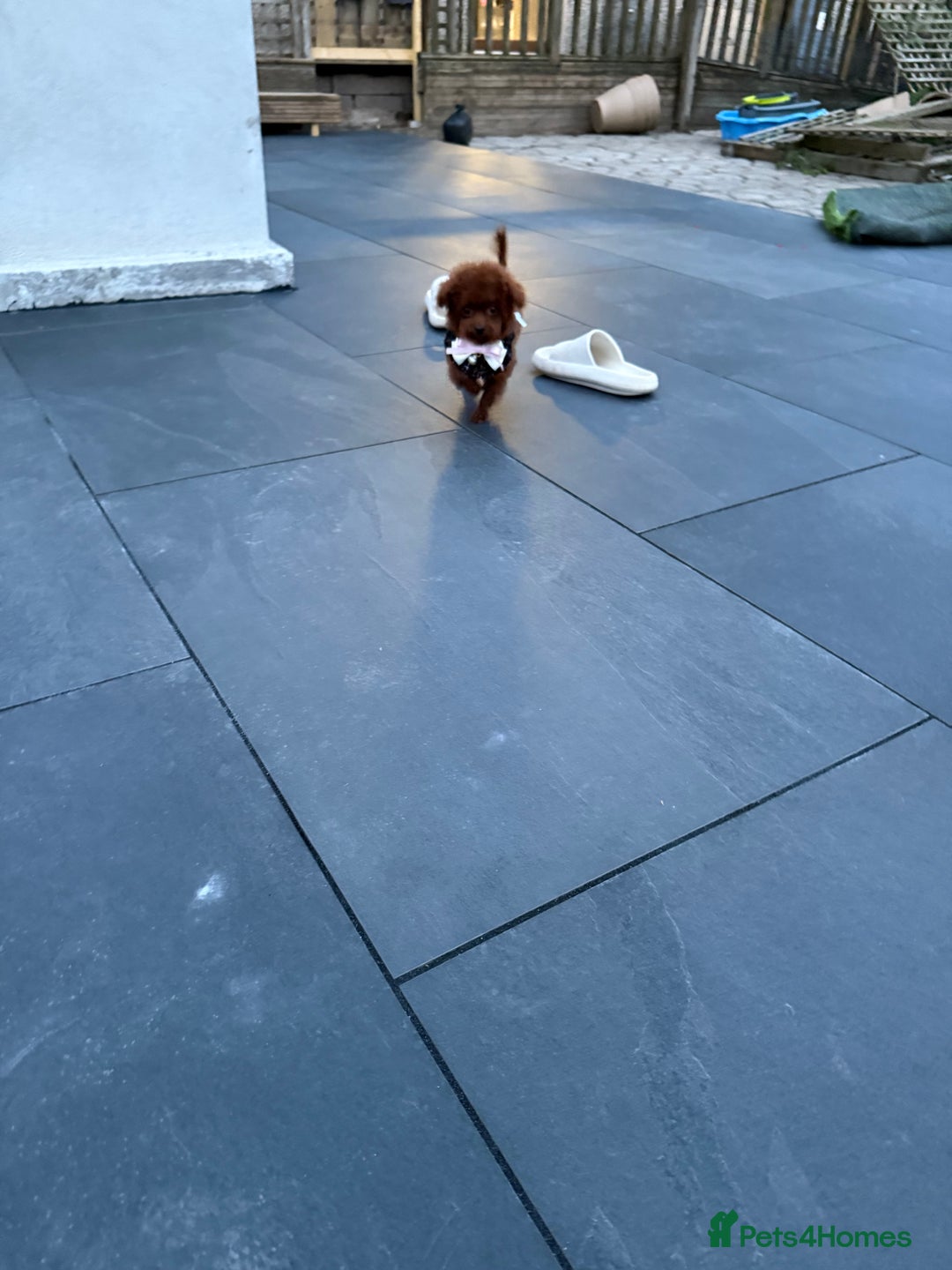 Toy Poodle dogs for sale: Asian teddy face toy poodles boys - Image 4