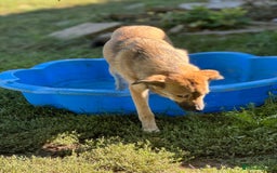 Mixed Breed dogs for adoption: EVIE - a Beautiful & Kind Girl, for a Loving Home - Image 9