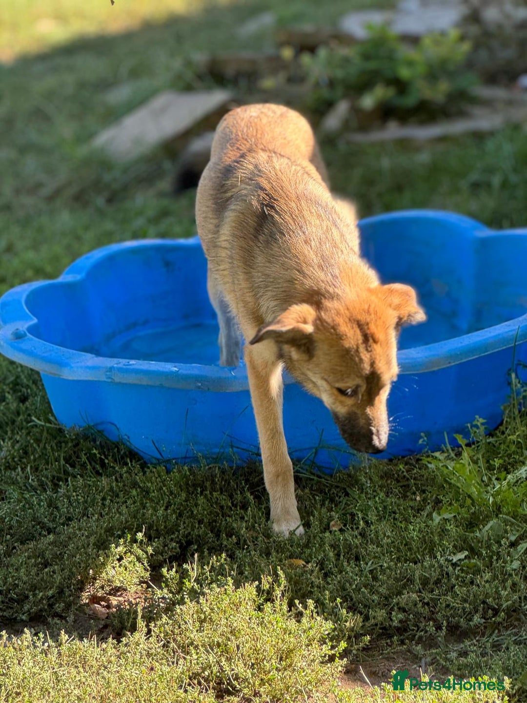 Mixed Breed dogs for adoption: EVIE - a Beautiful & Kind Girl, for a Loving Home - Image 9