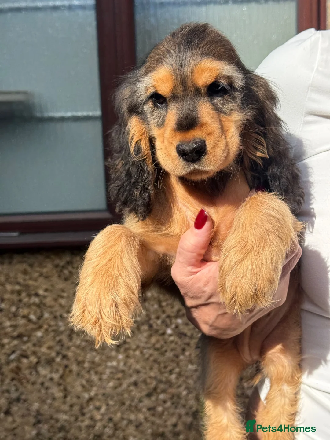 Cocker Spaniel dogs for sale: English show cockers  - Advert 2