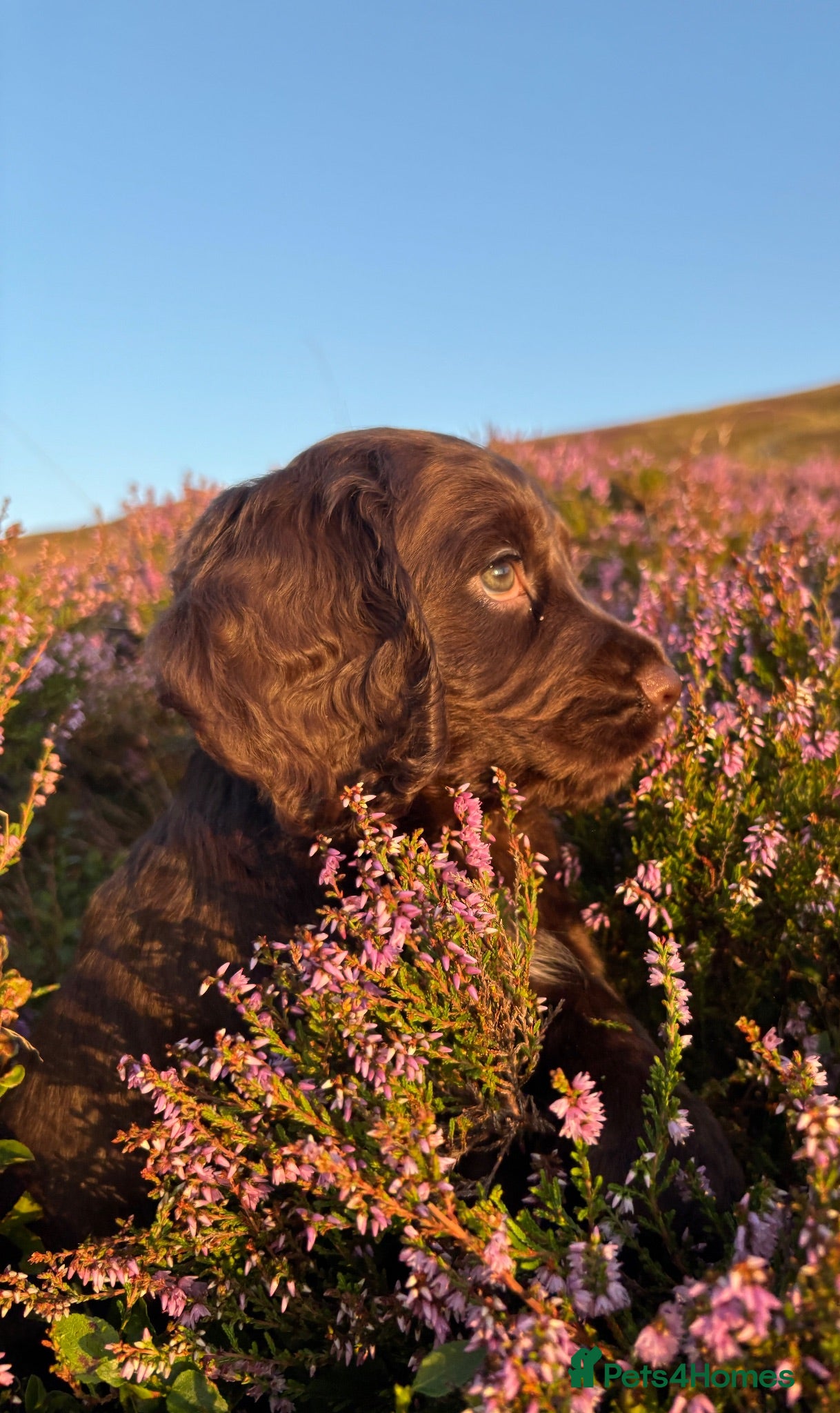 Cocker Spaniel dogs Excellent kc reg cocker spaniel pups.  - Advert 1