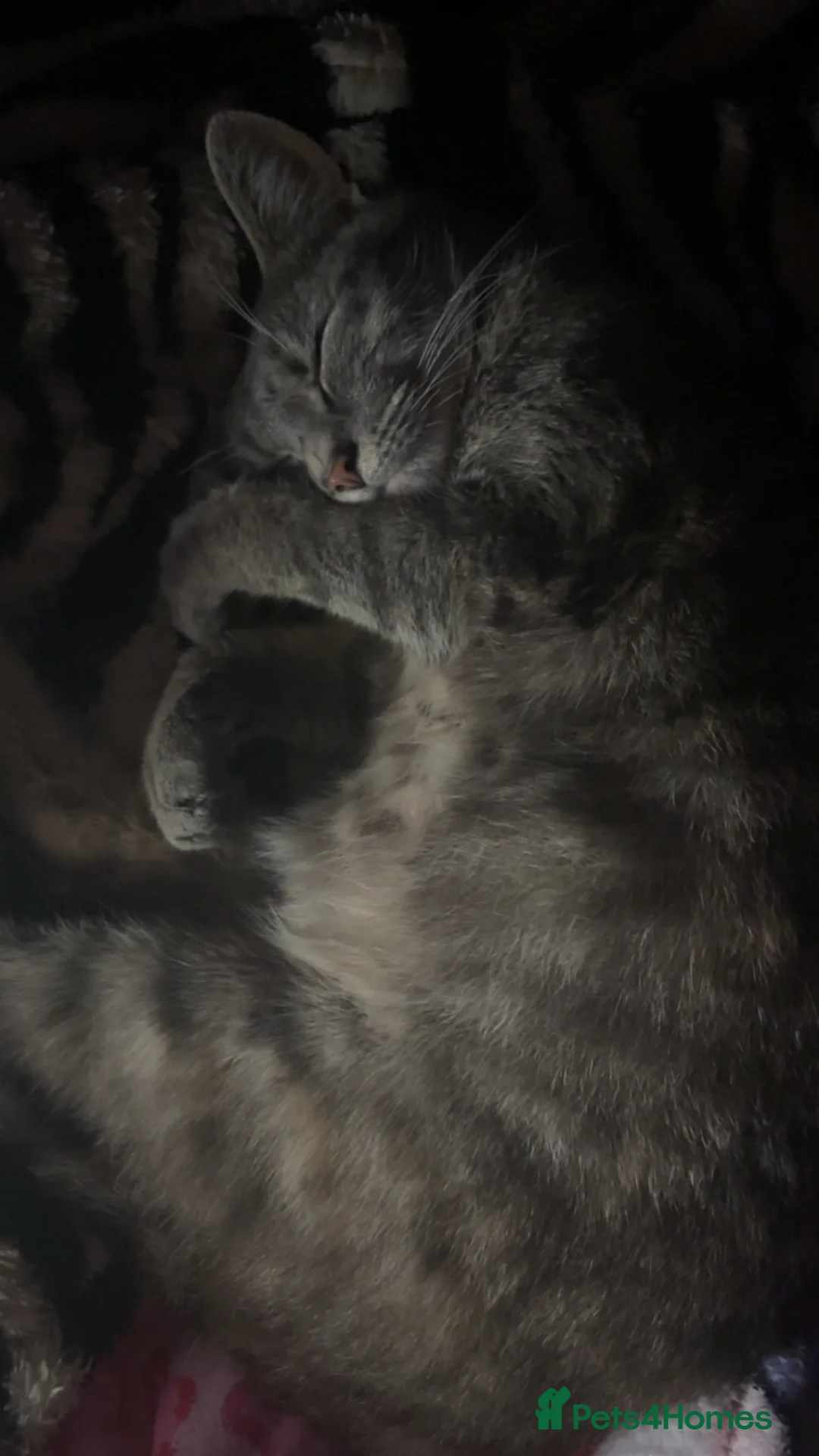 Mixed Breed cats for sale: 2 kittens for sale - Advert 13