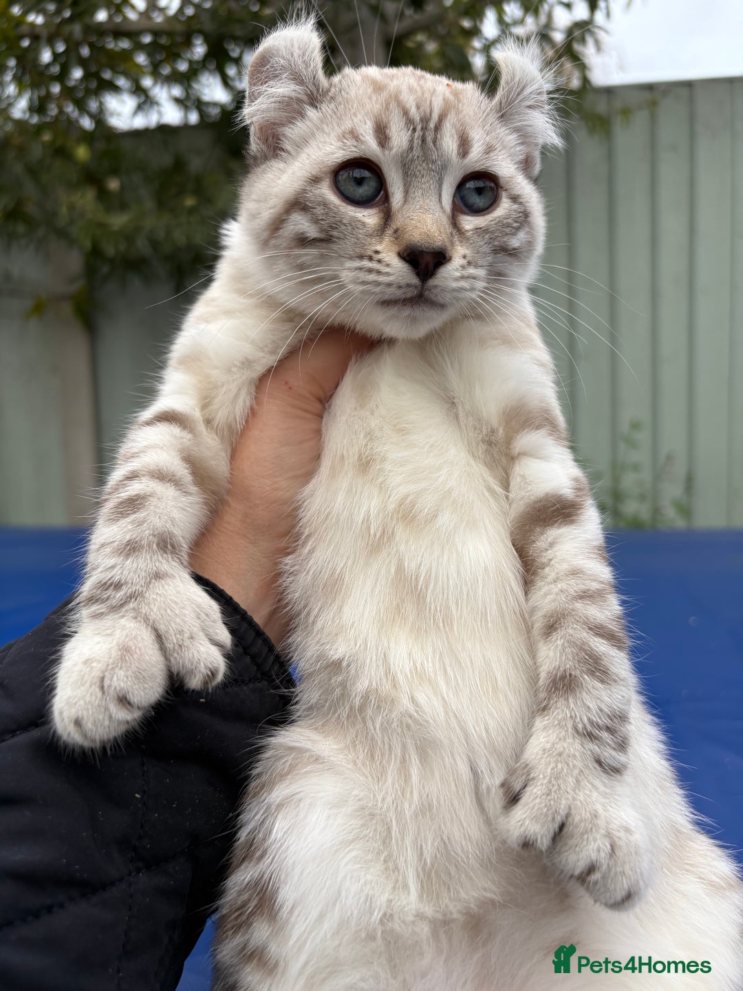 Savannah cats for sale: Breath taking wild looking girl  - Image 8