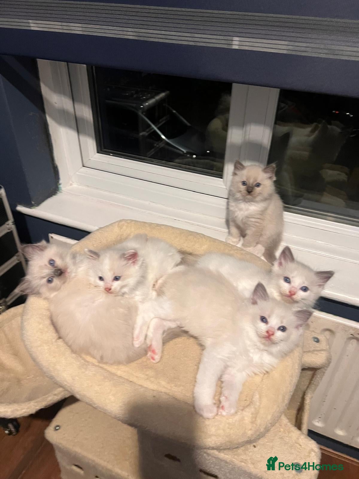 Ragdoll cats 5 Adorable male Ragdoll kittens for sale - Advert 1