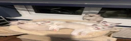 Ragdoll cats for sale: 5 Adorable male Ragdoll kittens for sale - Advert 1