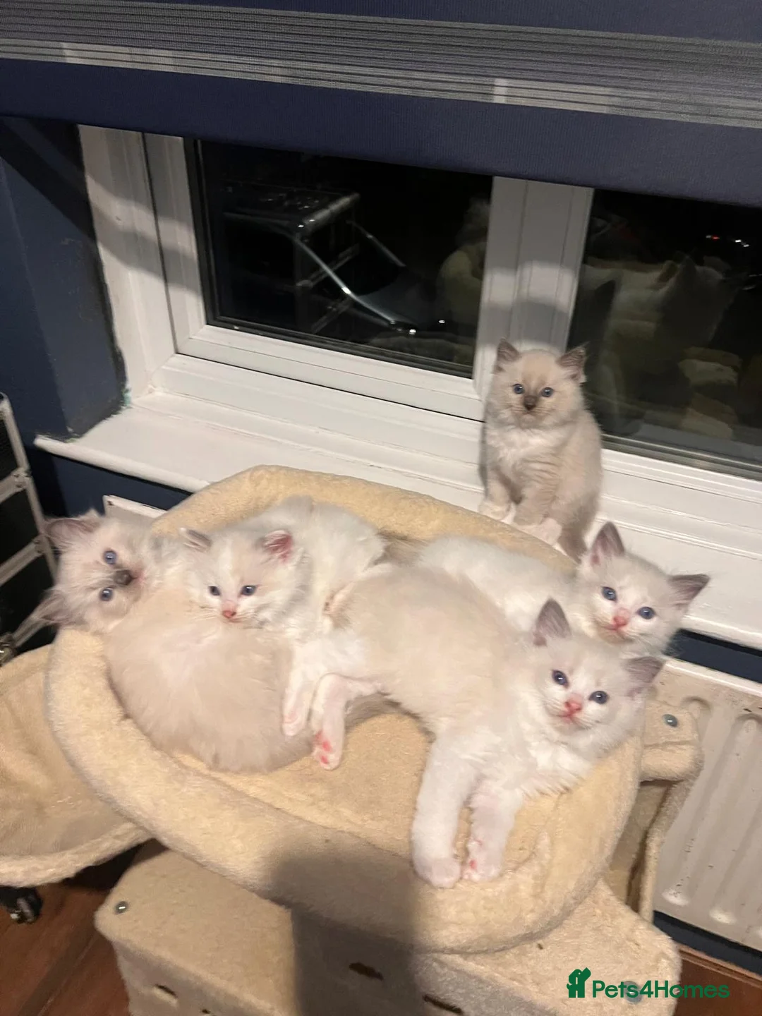 Ragdoll cats for sale: 5 Adorable male Ragdoll kittens for sale - Advert 1