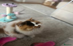 British Longhair cats for sale: 💝 Beautiful Tiger Lily 💝💎🏆 - Image 4