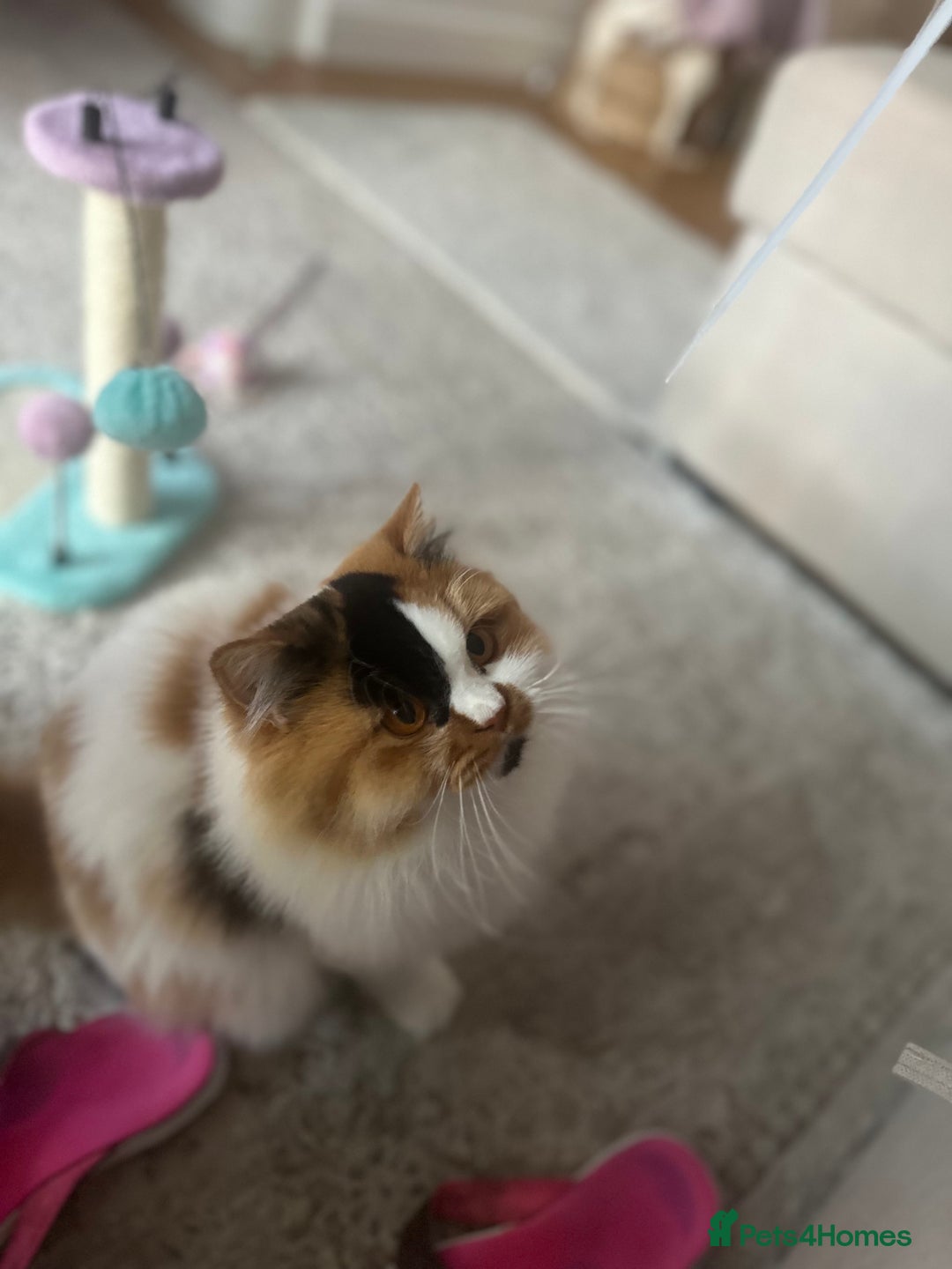 British Longhair cats for sale: 💝 Beautiful Tiger Lily 💝💎🏆 - Image 4