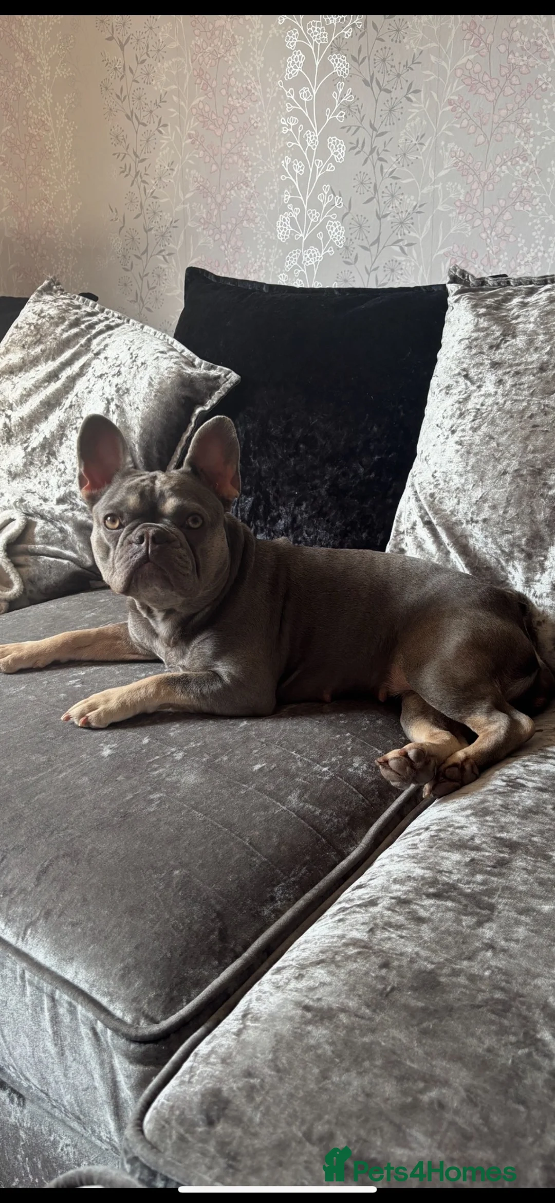 French Bulldog dogs for sale: FRENCH BULLDOG -  **   in Stockport - Advert 2