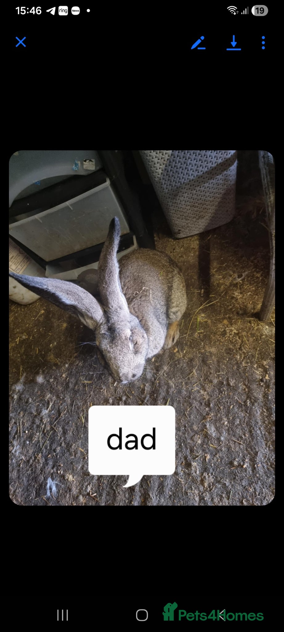 Continental Giant rabbits for sale: Pure Giant rabbits - Advert 3