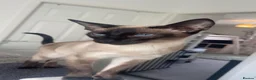 Siamese cats for sale: Two female Siamese kittens  - Advert 8