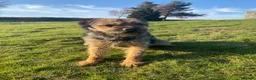 Border Terrier dogs for stud: Benji - Proven Border Terrier for stud - Advert 5