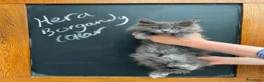 Maine Coon Kitten 5