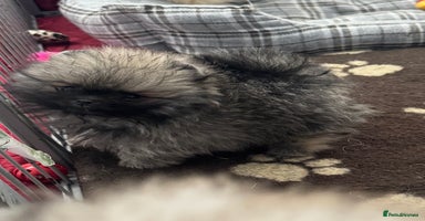 Pomeranian dogs - Advert 30