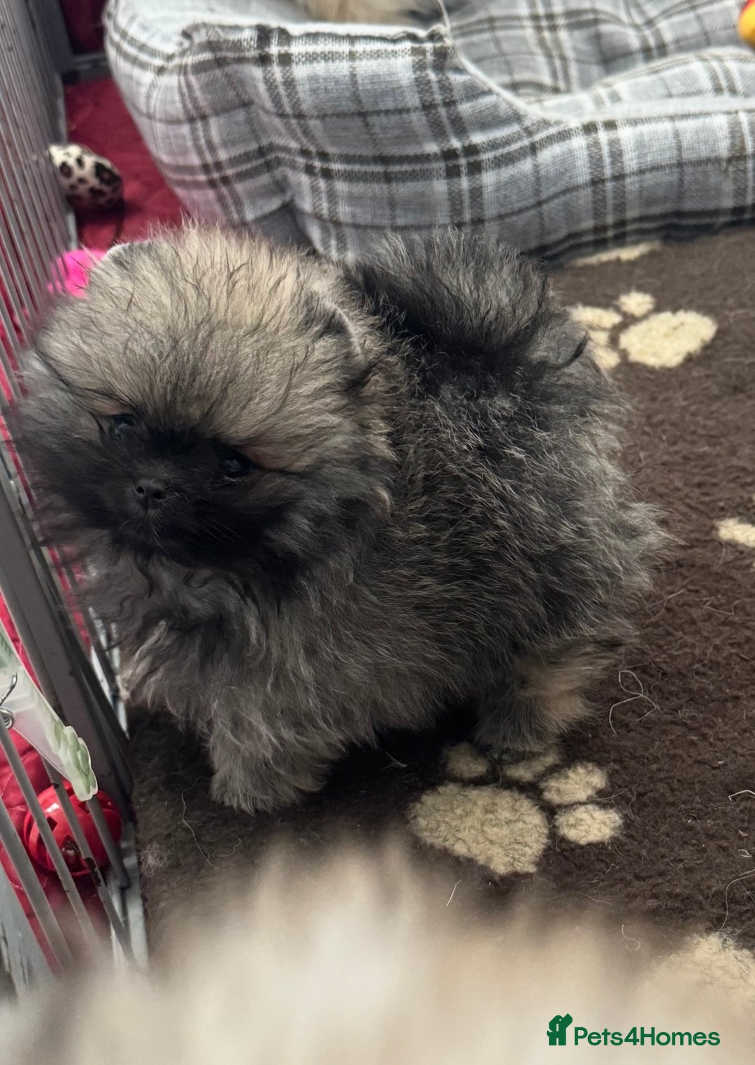 Pomeranian dogs for sale: Fabulous boys available to discerning pet homes - Advert 8