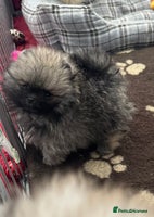 Pomeranian dogs - Advert 4