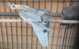 Cockatiels birds for sale: Beautiful Aviary bred baby Cockatiels  - Image 7