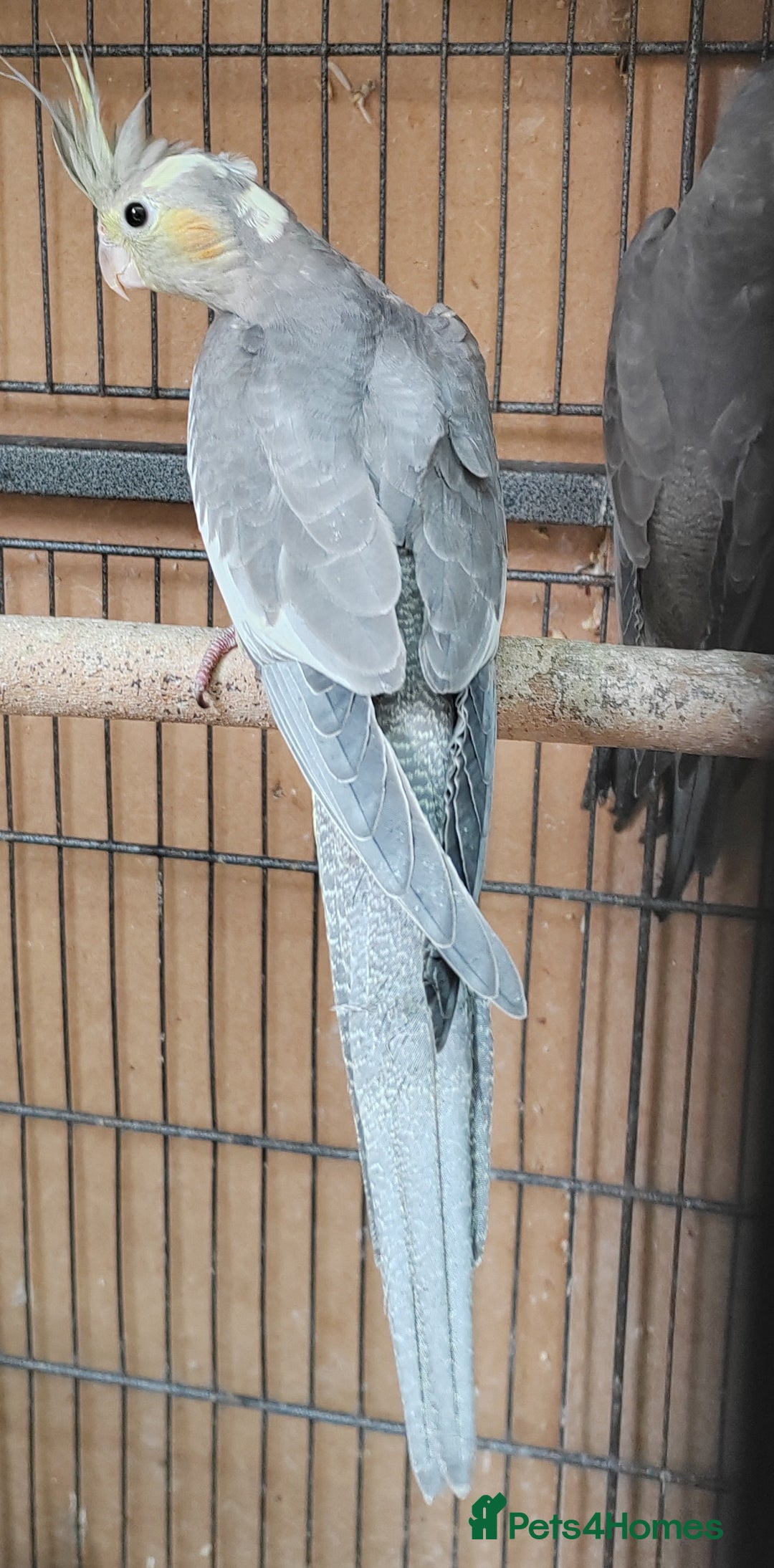 Cockatiels birds for sale: Beautiful Aviary bred baby Cockatiels  - Image 7