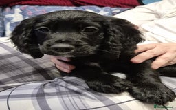 Cocker Spaniel dogs for sale: Cocker Spaniel Puppies for Sale - Image 11