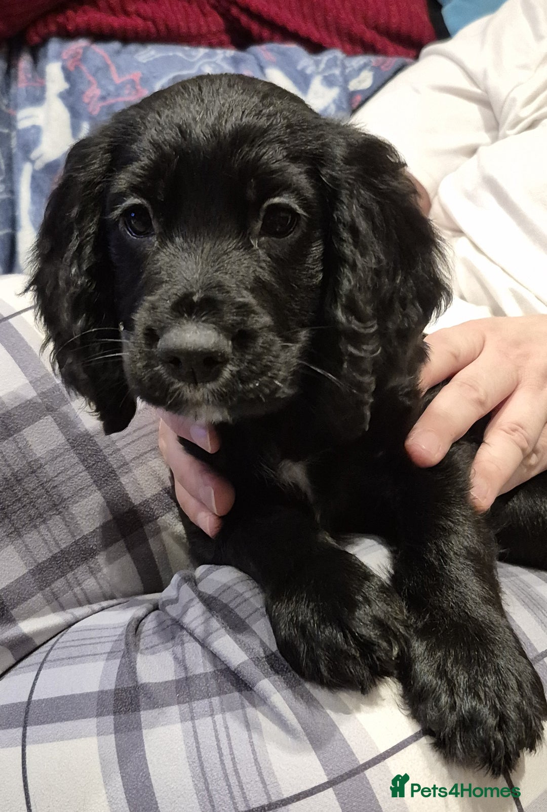 Cocker Spaniel dogs for sale: Cocker Spaniel Puppies for Sale - Image 11