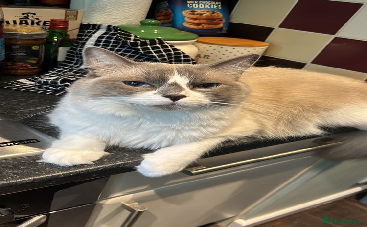 Ragdoll cats in Tadworth - Advert 2