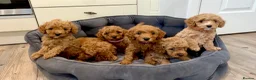 Cavapoo dogs for sale: Cavapoos Extensive DNA & Heart tested - Advert 8