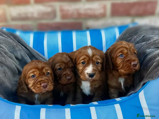 Cocker Spaniel dogs for sale: KC REGISTERED, WORKING COCKER SPANIEL PUPPIES🐶🐾 - Advert 6
