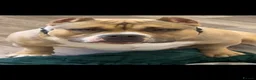 American Bully dogs for sale: RemiXzorro breeding  - Advert 4
