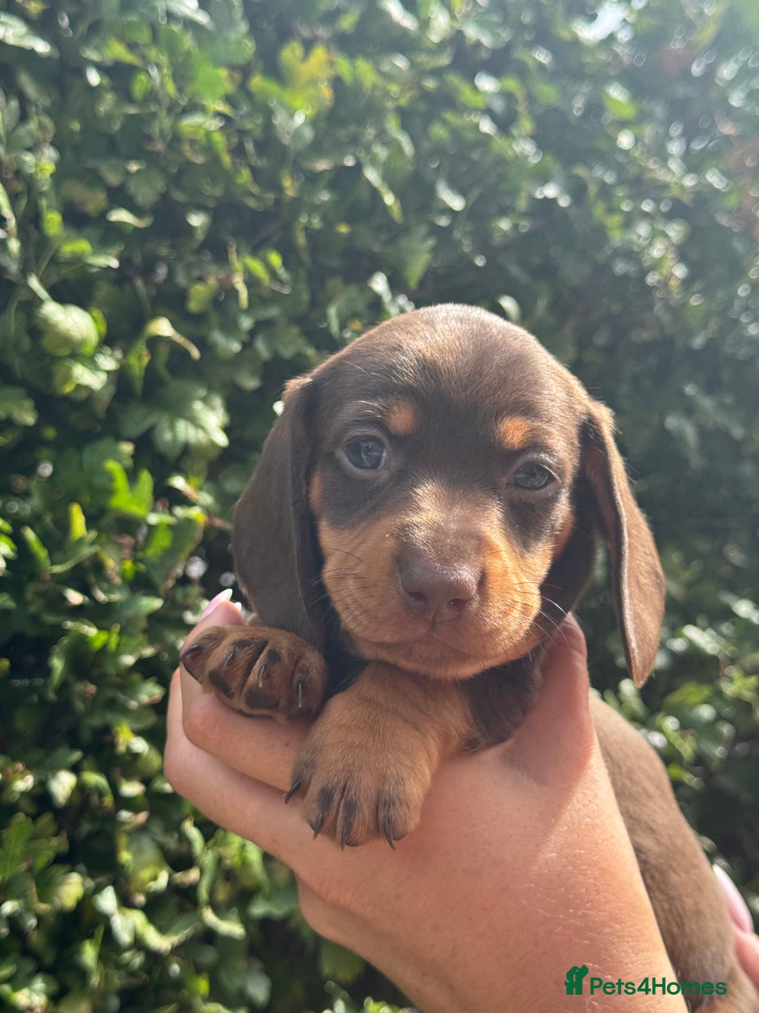 Miniature Dachshund dogs for sale: Pedigree long & short fur miniature dachshunds - Image 9