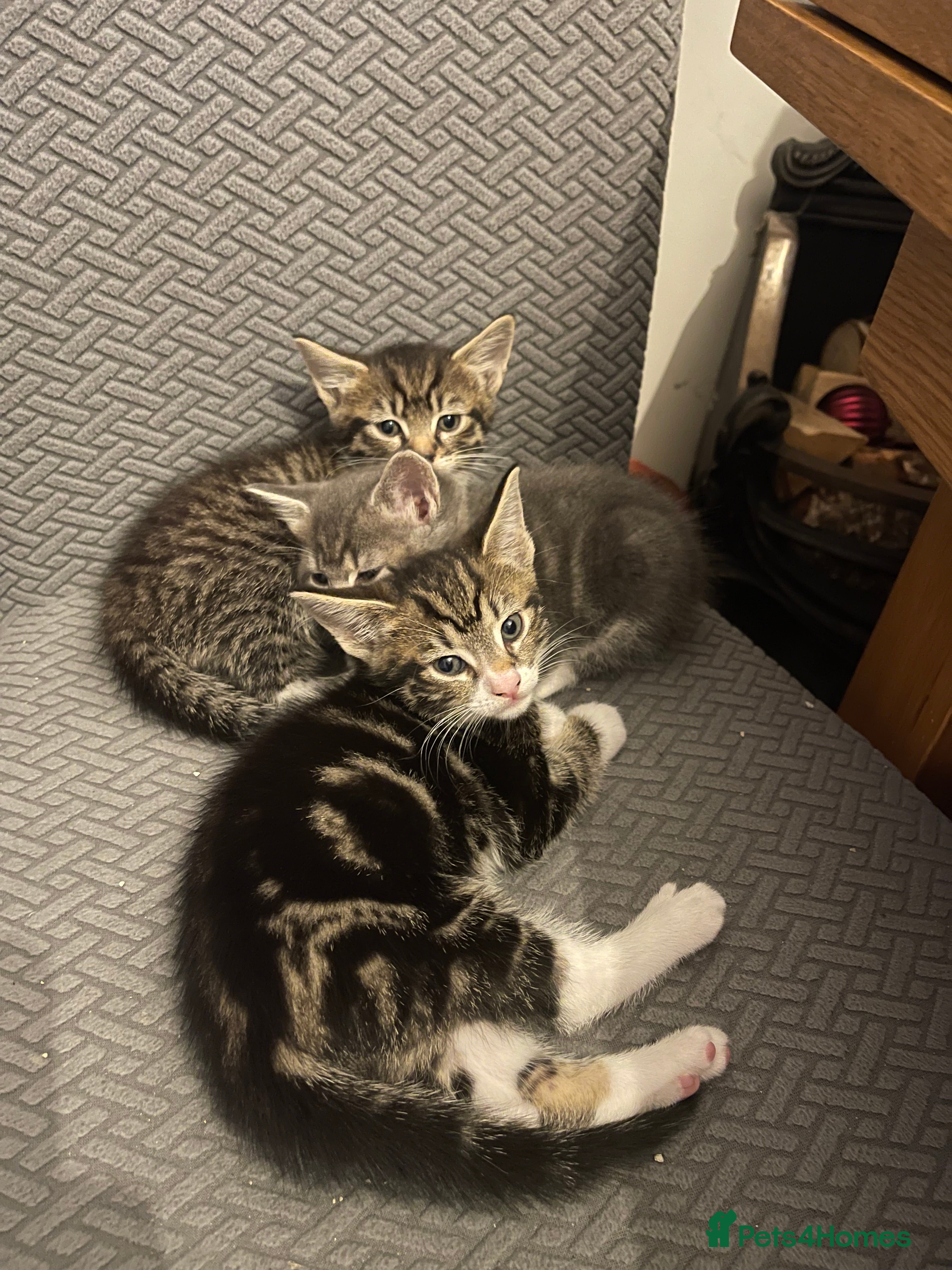 Mixed Breed cats Beautiful tabby boy - Advert 10