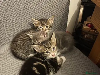 Mixed Breed cats Beautiful tabby boy - Advert 2