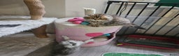 Scottish Fold cats for sale: Reduced💥Scottishfold tica kittens london  - Advert 3