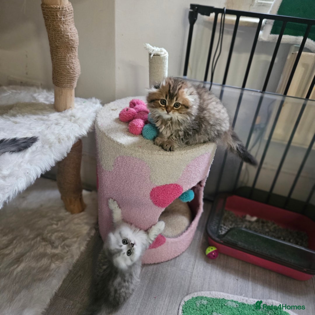 Scottish Fold cats for sale: Reduced💥Scottishfold tica kittens london  - Advert 3