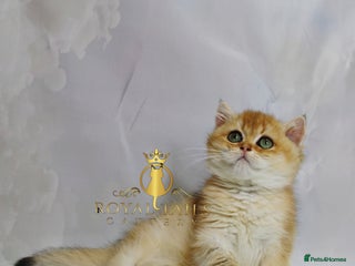 British Shorthair cats Cuddly golden girl ready now - Advert 13
