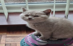 British Shorthair cats for sale: British Shorthairs.  - Image 9