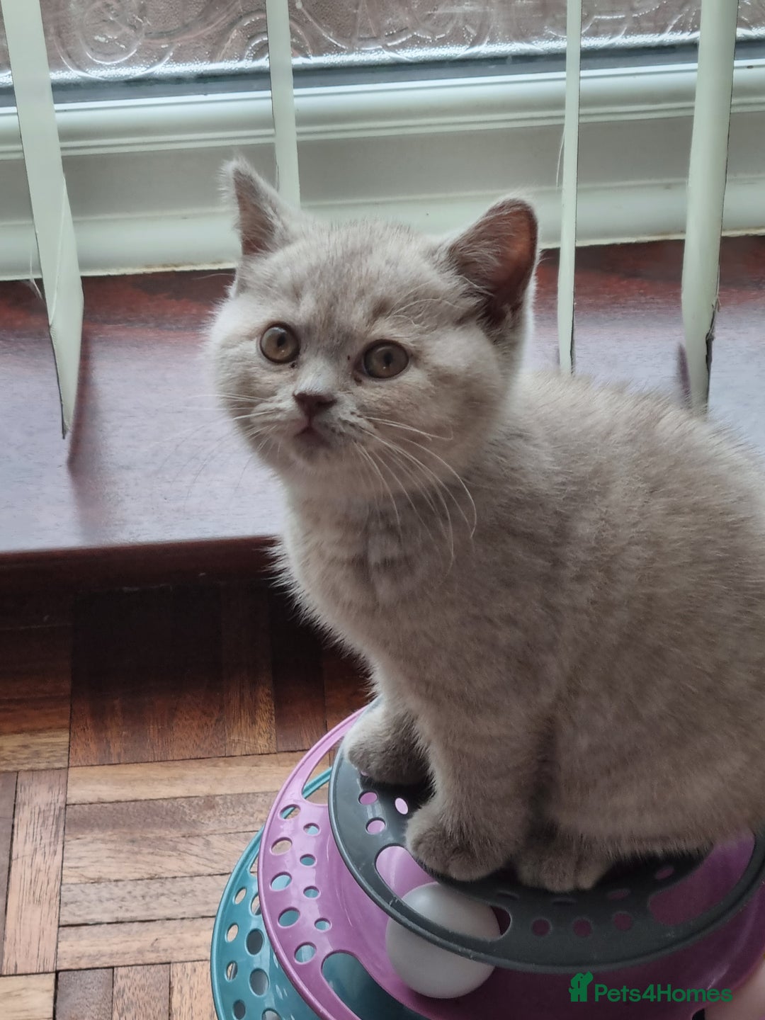 British Shorthair cats for sale: British Shorthairs.  - Image 9