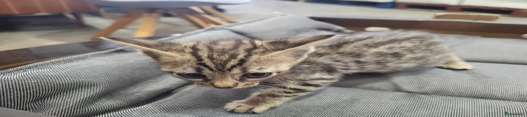 Bengal Kitten 4