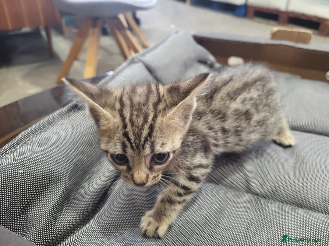 Bengal cats for sale: Pure Bengal kittens  - Image 5