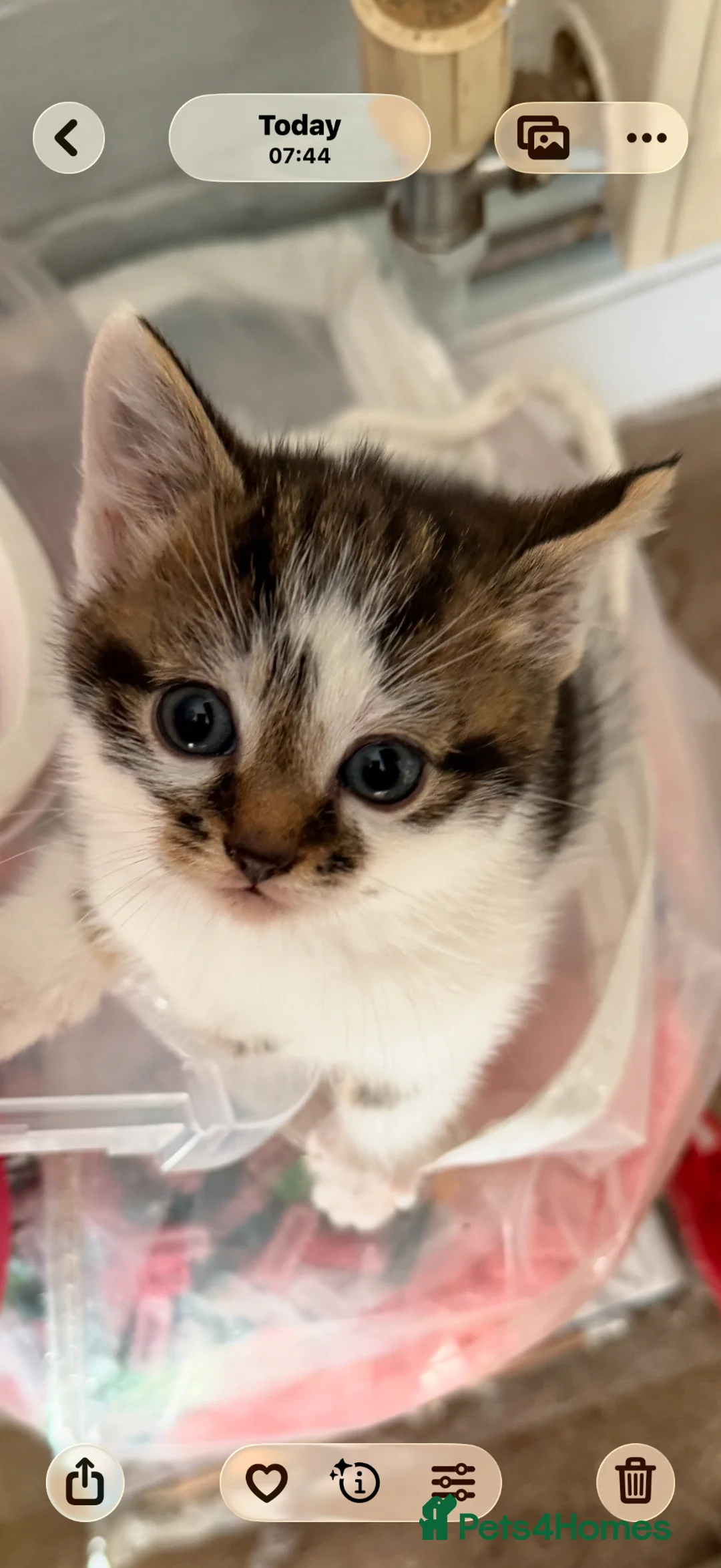 Mixed Breed cats for sale: 3 beautiful kittens in Basildon - Advert 17