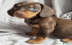 Miniature Dachshund dogs for sale: Mini dachshund puppies - Image 6