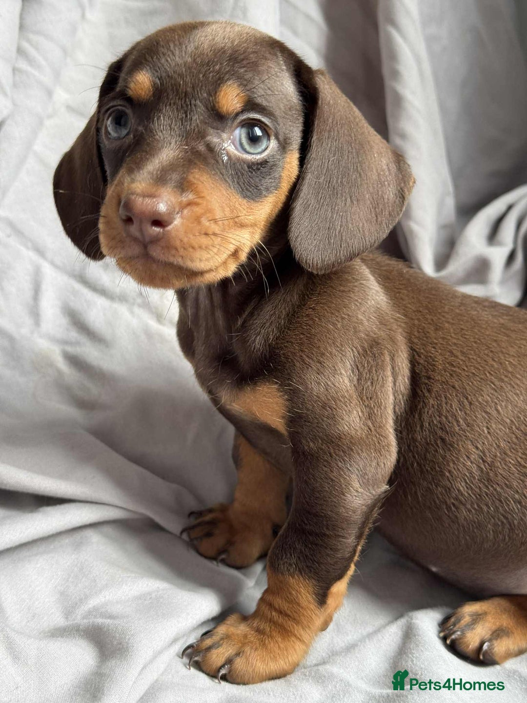 Miniature Dachshund dogs for sale: Mini dachshund puppies - Image 6