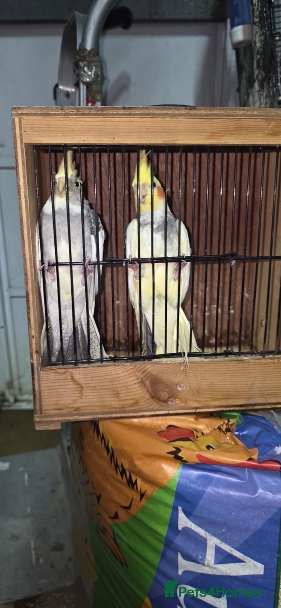 Cockatiels birds for sale: Cocktails  - Advert 4