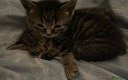 British Shorthair cats for sale: BEAUTIFUL BRITISH SHORT HAIRS - Image 9