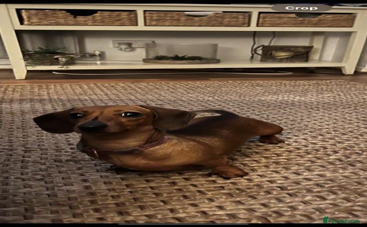 Miniature Dachshund dogs - Advert 9