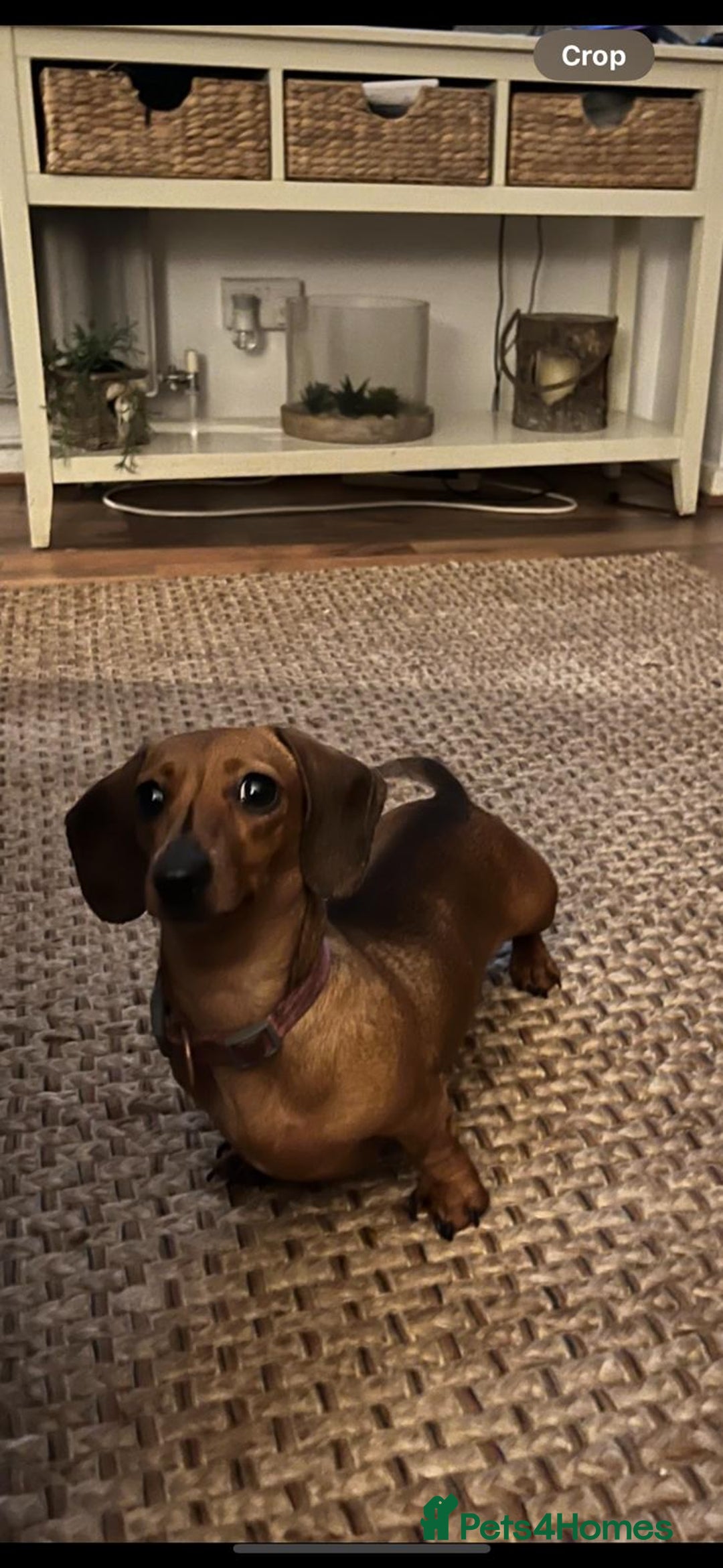 Miniature Dachshund dogs for sale: Female Miniature Dachshund  - Image 1