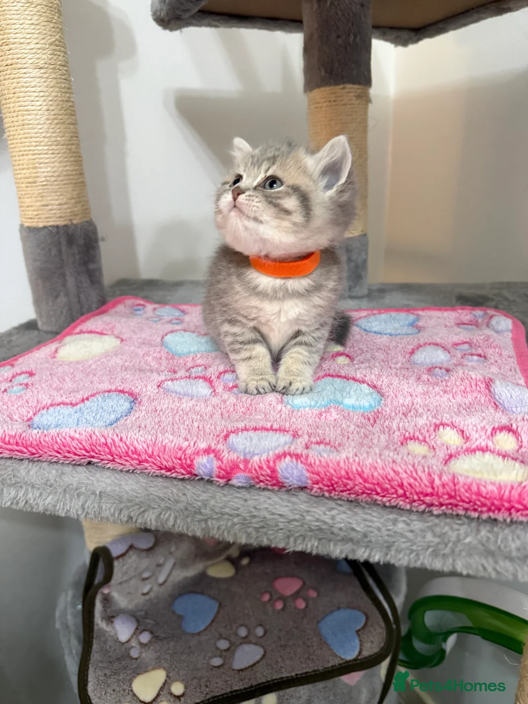 British Shorthair cats for sale: 4 British Shorthair kittens - Advert 4