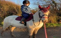 Riding pony horses for sale: For Sale Kids Lead Rein Pony! Safe and Bombproof - Advert 26